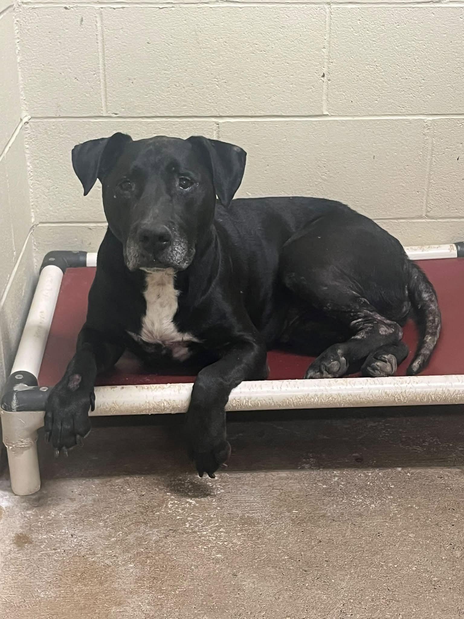 Enlarge Tater Tot, a ADOPTABLE mixed breed in Pomeroy, OH image 1/1