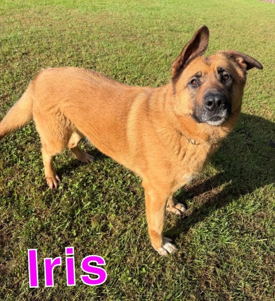 Enlarge IRIS, a Adoptable mixed breed in Hastings, MI image 2/6