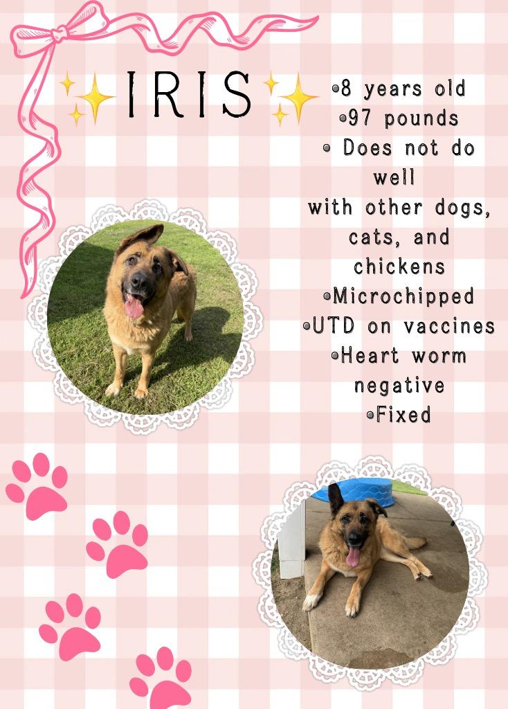 IRIS, a Adoptable mixed breed in Hastings, MI image 6/6