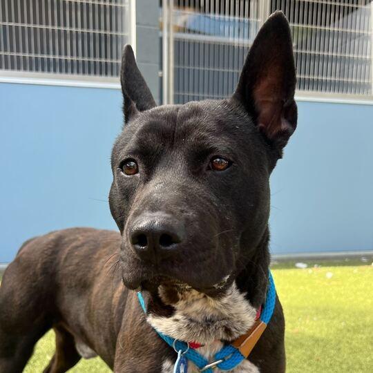 Enlarge Leo, a Adoptable mixed breed in Apache Junction, AZ image 1/6