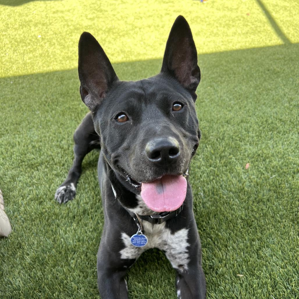 Enlarge Leo, a Adoptable mixed breed in Apache Junction, AZ image 4/6