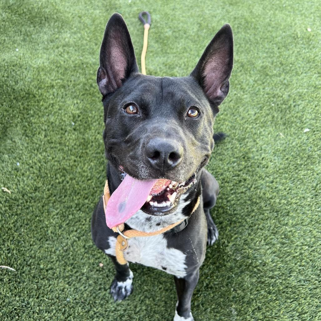 Leo, a Adoptable mixed breed in Apache Junction, AZ image 4/6