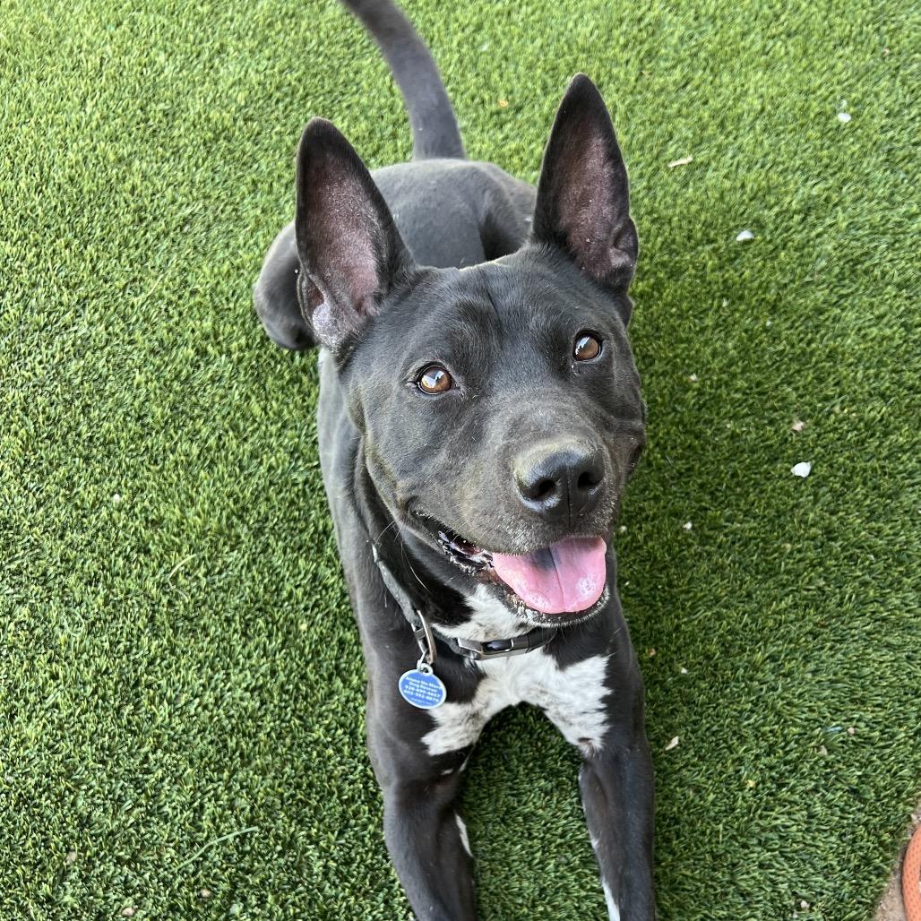 Leo, a Adoptable mixed breed in Apache Junction, AZ image 4/6