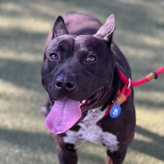 Enlarge Leo, a Adoptable mixed breed in Apache Junction, AZ image 6/6