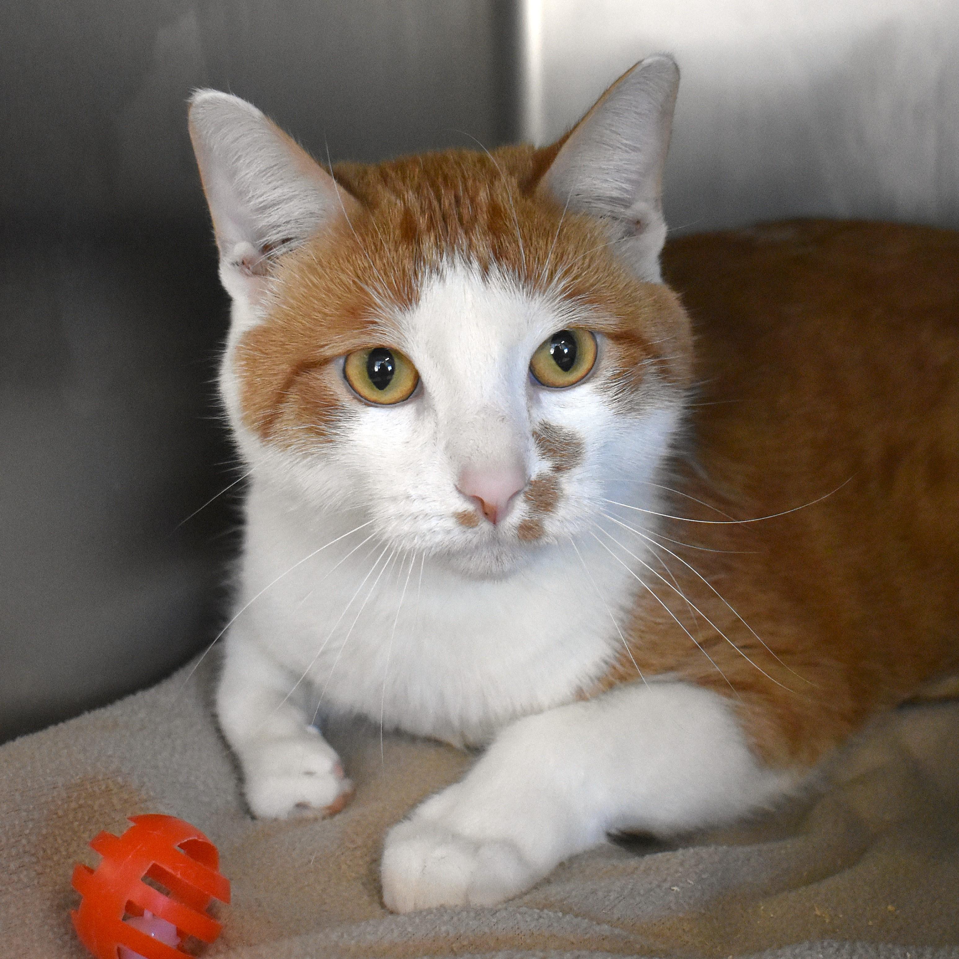 Nia, adopted, Adult Male Domestic Short Hair.