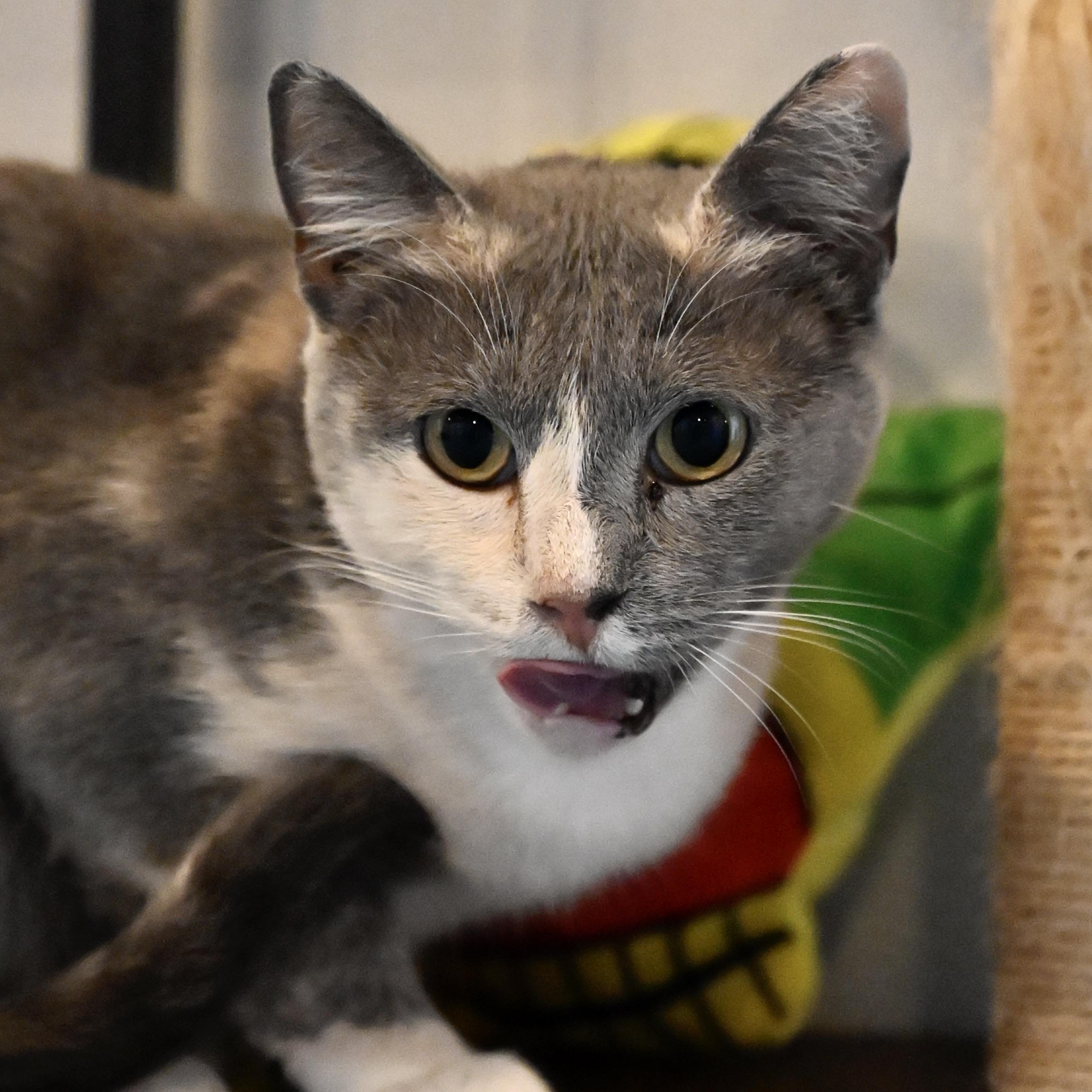 Gemma Stone, Adoptable, Adult Female Calico.