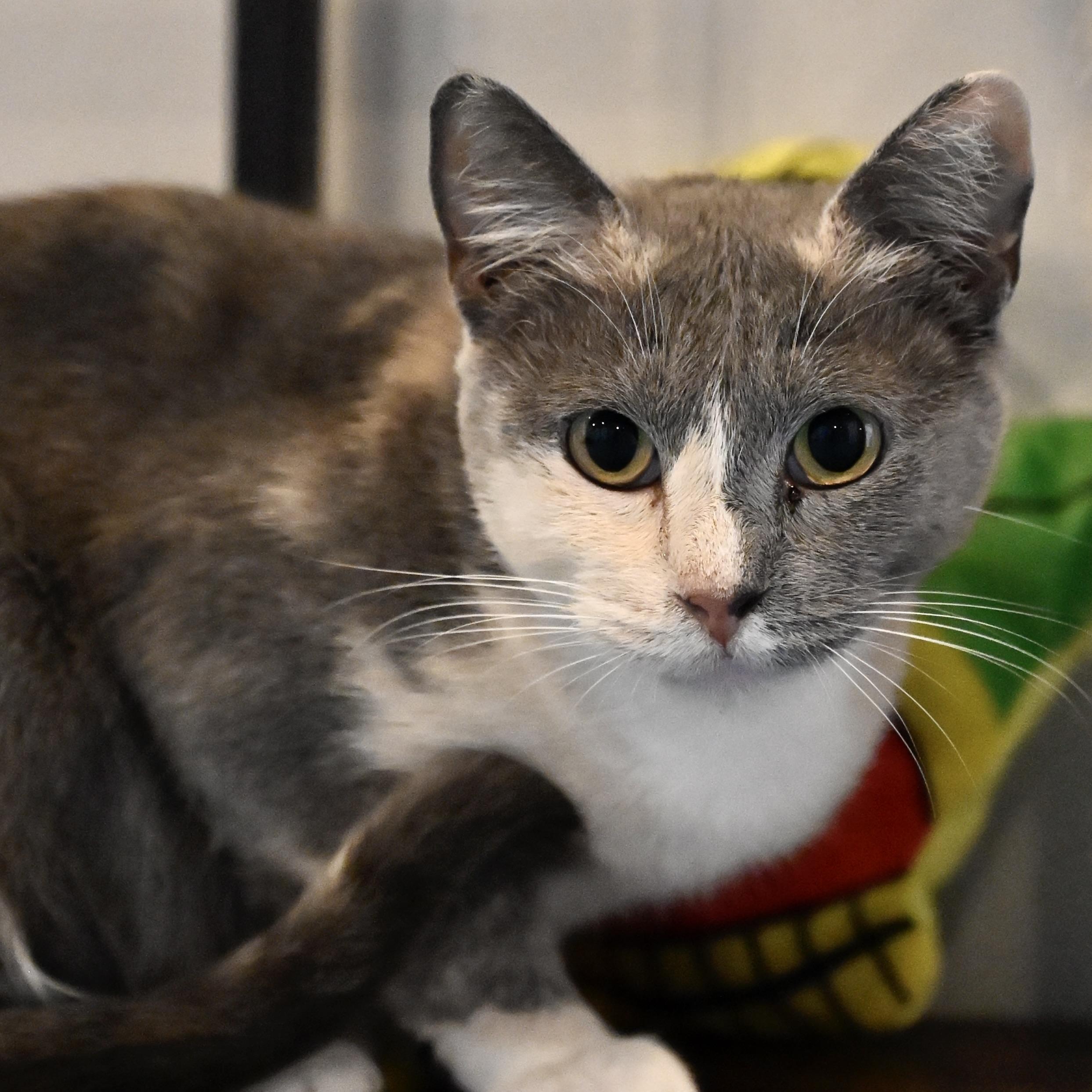 Enlarge Gemma Stone, a Adoptable Calico in NOTTINGHAM, MD image 3/6