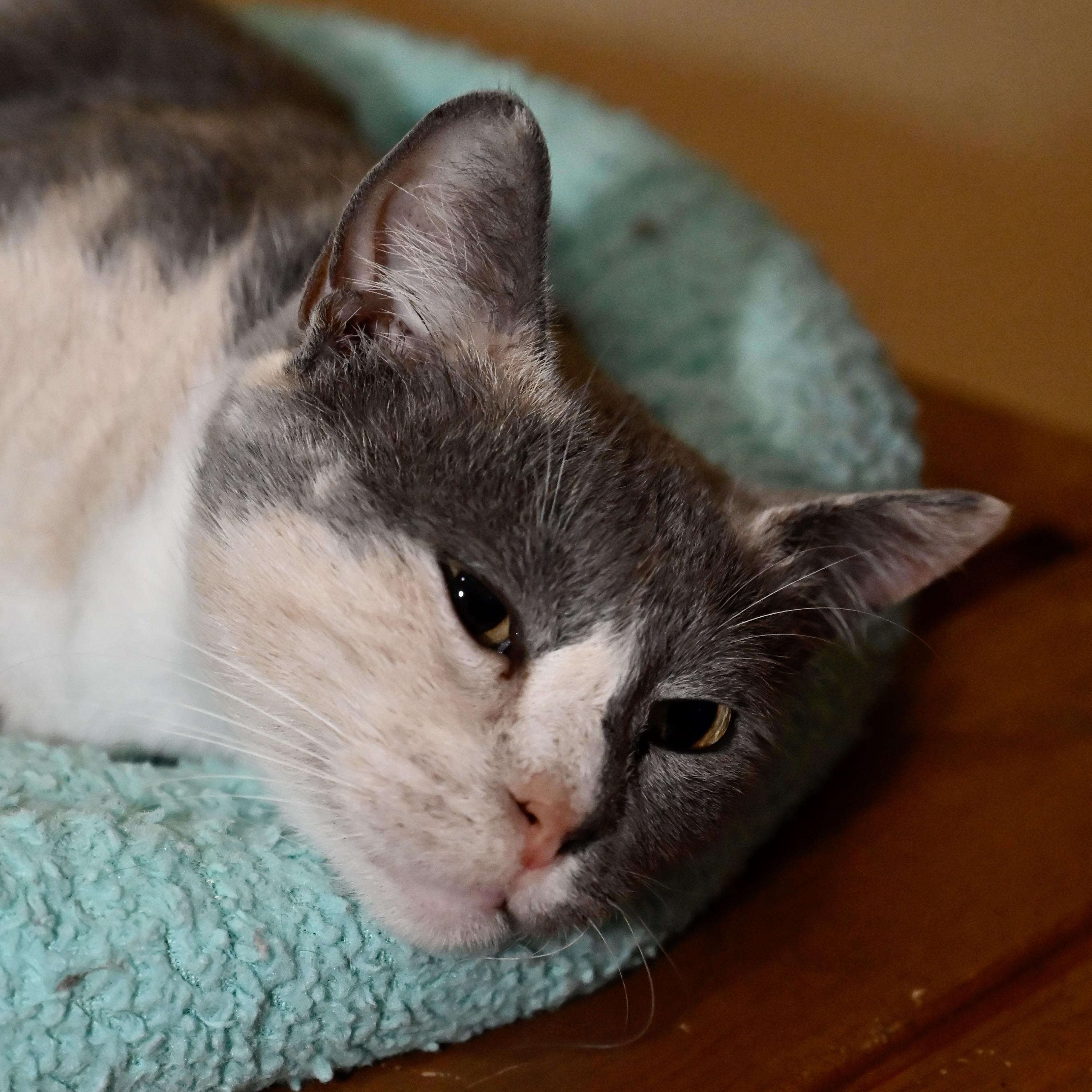 Enlarge Gemma Stone, a Adoptable Calico in NOTTINGHAM, MD image 5/6