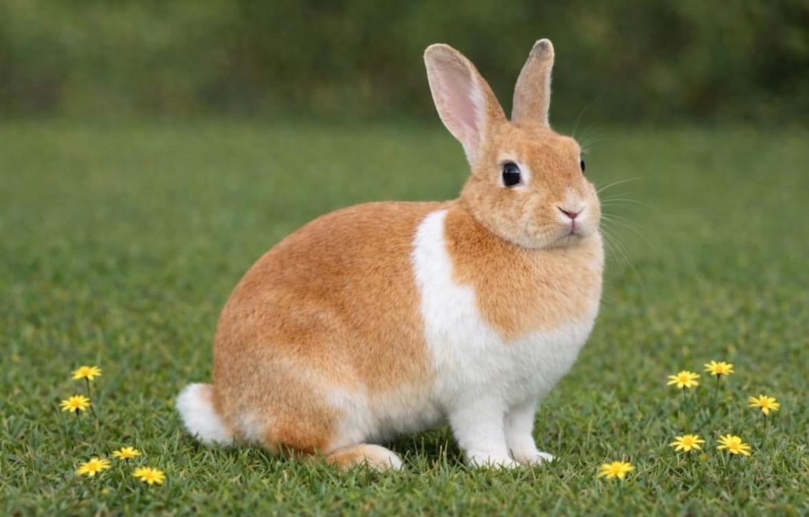 Enlarge Saffron, a ADOPTABLE American in Miami, FL image 1/1