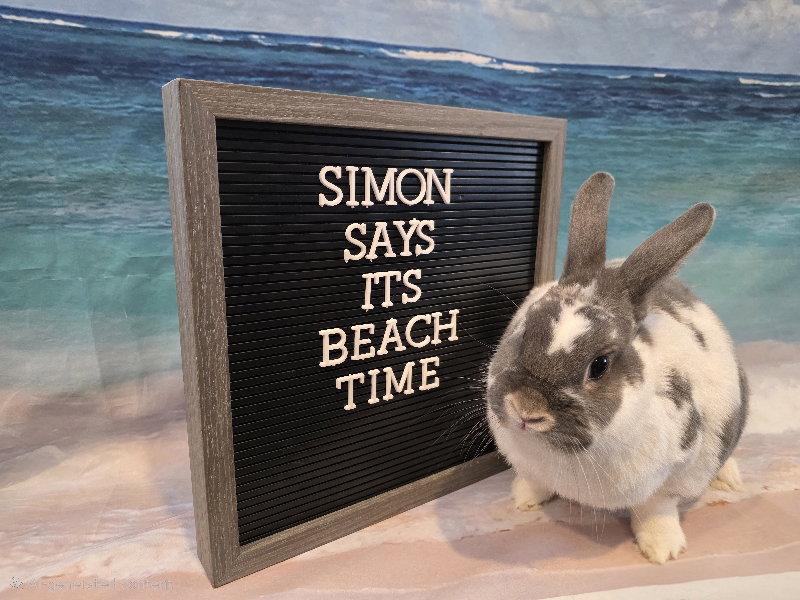 Simon, Adoptable, Adult Male English Spot.