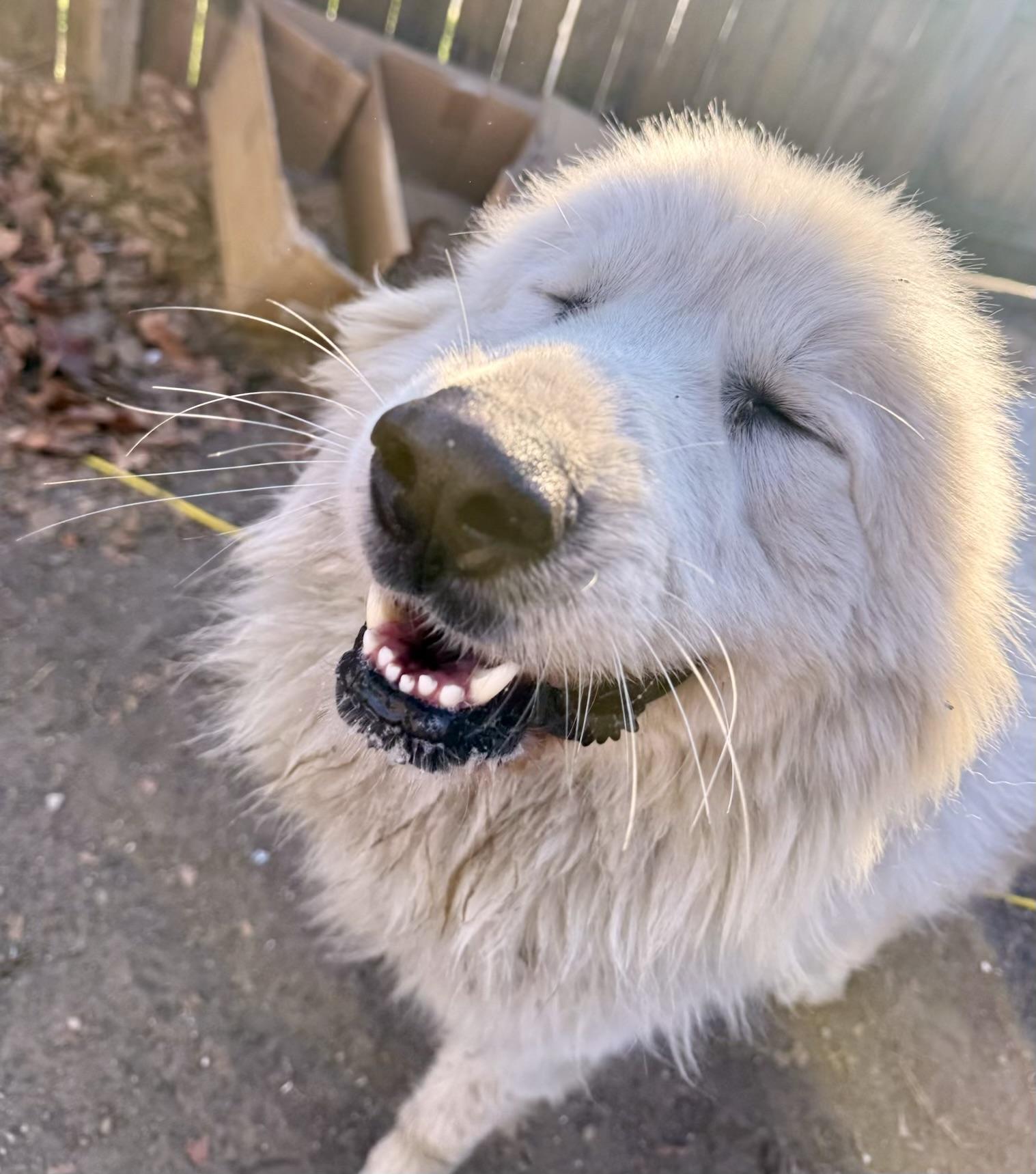 Bruce — thumbnail 3