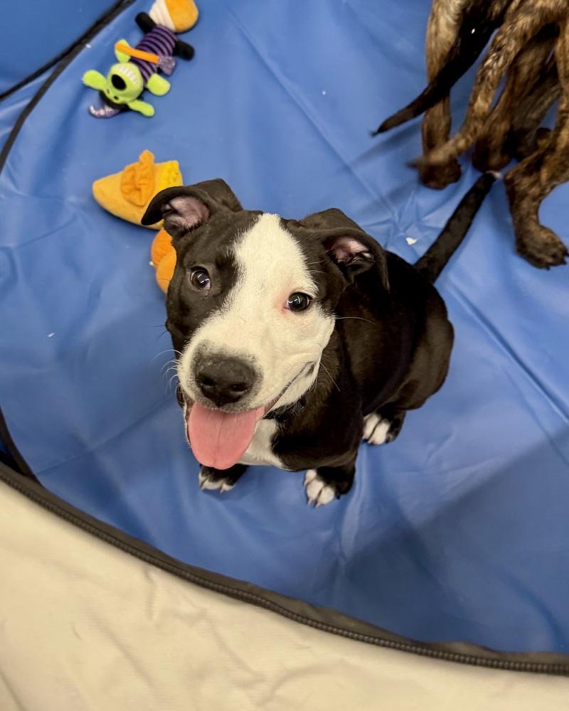 Charlie (Monroe Pups) — thumbnail 3