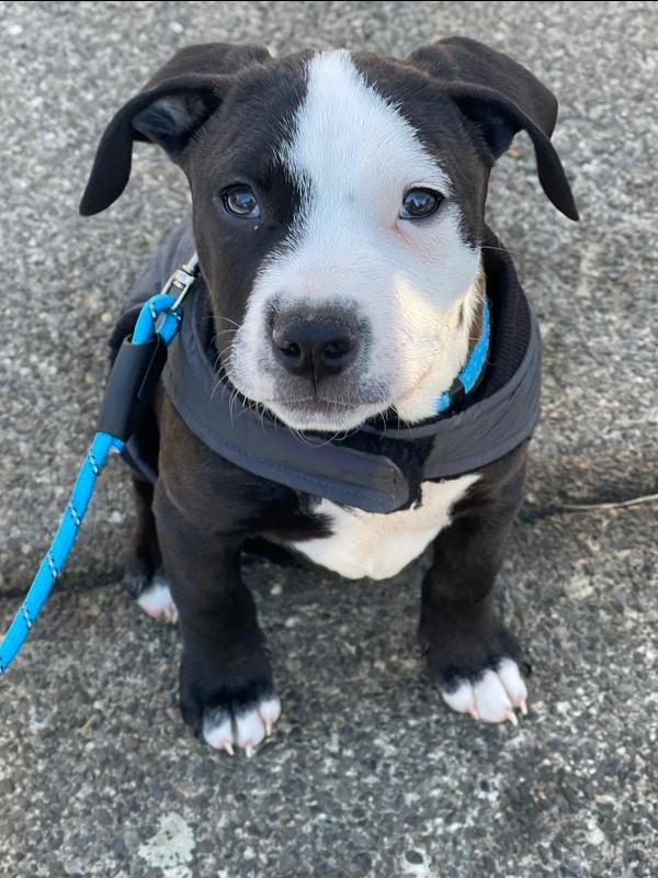 Charlie (Monroe Pups) — thumbnail 6