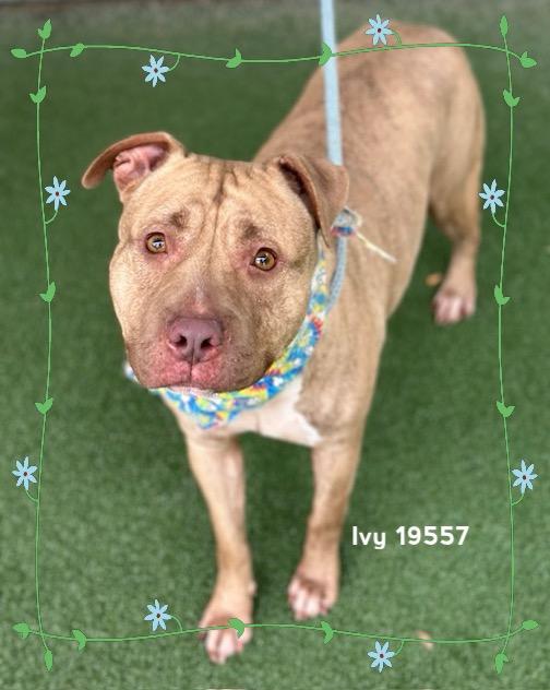 IVY, a ADOPTABLE Pit Bull Terrier in Marietta, GA image 1/6