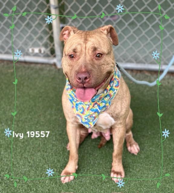 IVY, a ADOPTABLE Pit Bull Terrier in Marietta, GA image 2/6