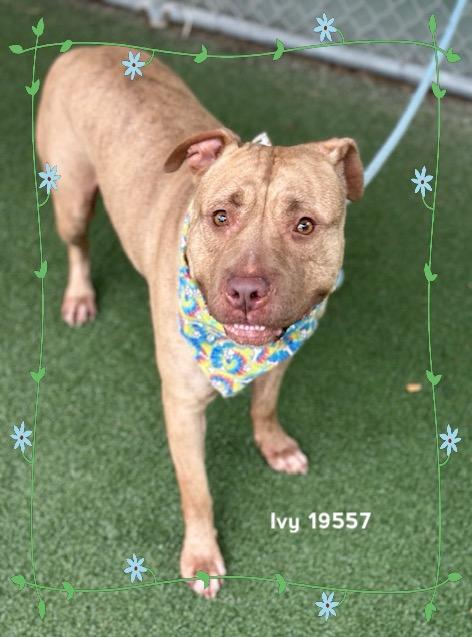 IVY, a ADOPTABLE Pit Bull Terrier in Marietta, GA image 3/6