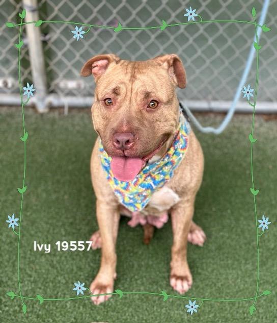 IVY, a ADOPTABLE Pit Bull Terrier in Marietta, GA image 5/6