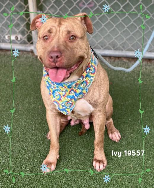 IVY, a ADOPTABLE Pit Bull Terrier in Marietta, GA image 6/6