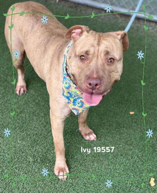 IVY, a ADOPTABLE Pit Bull Terrier in Marietta, GA image 4/6