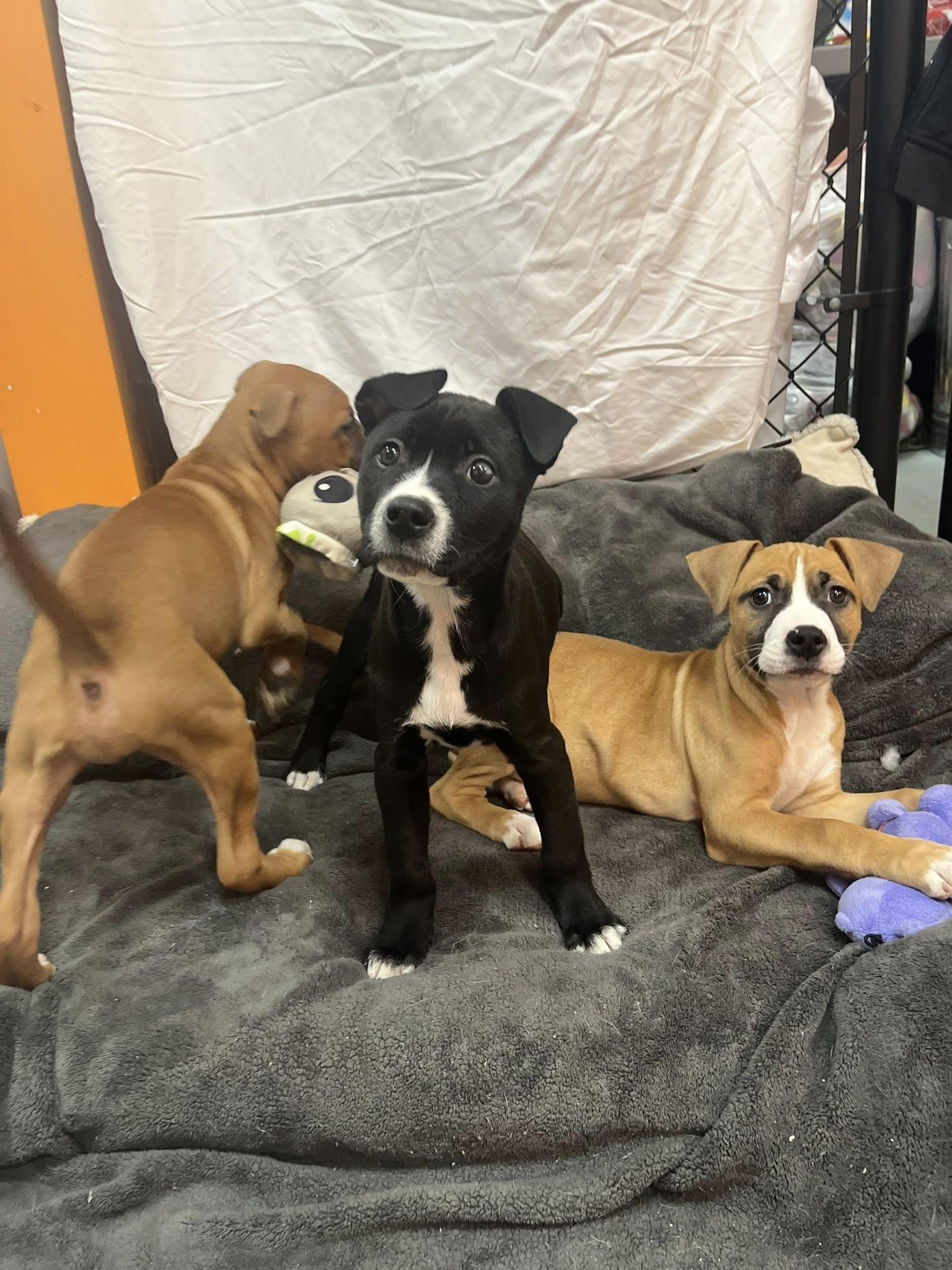 Edward, an adopted mixed breed in Lincoln Park, MI image 2/5