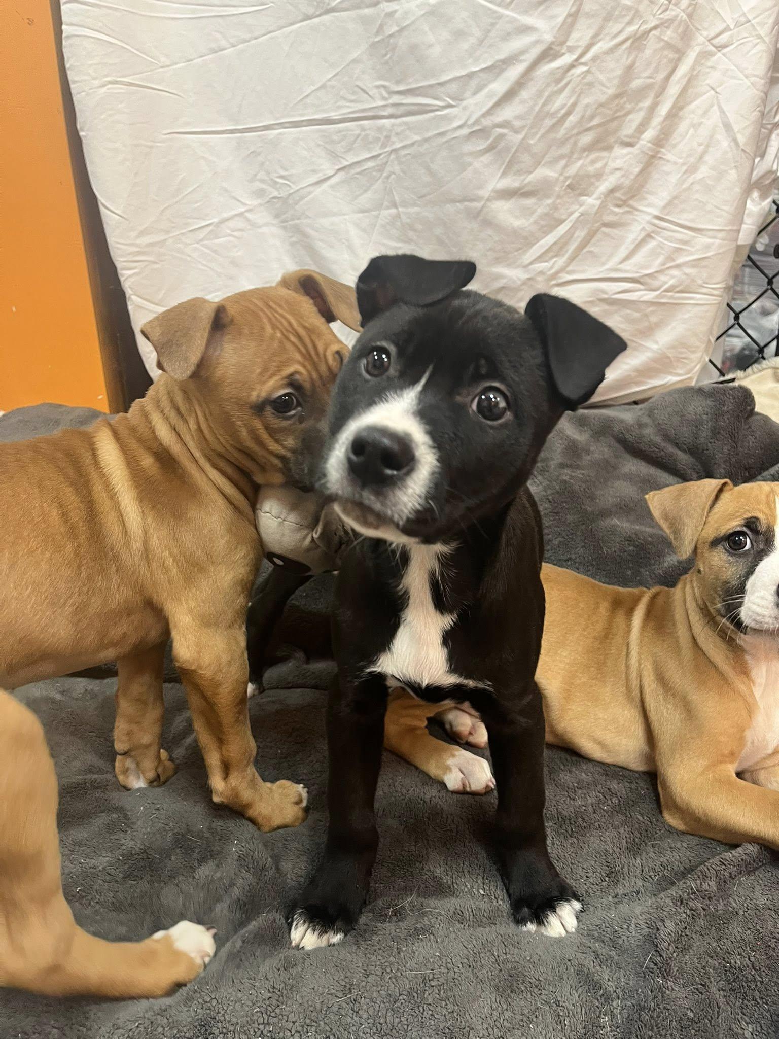 Edward, an adopted mixed breed in Lincoln Park, MI image 3/5