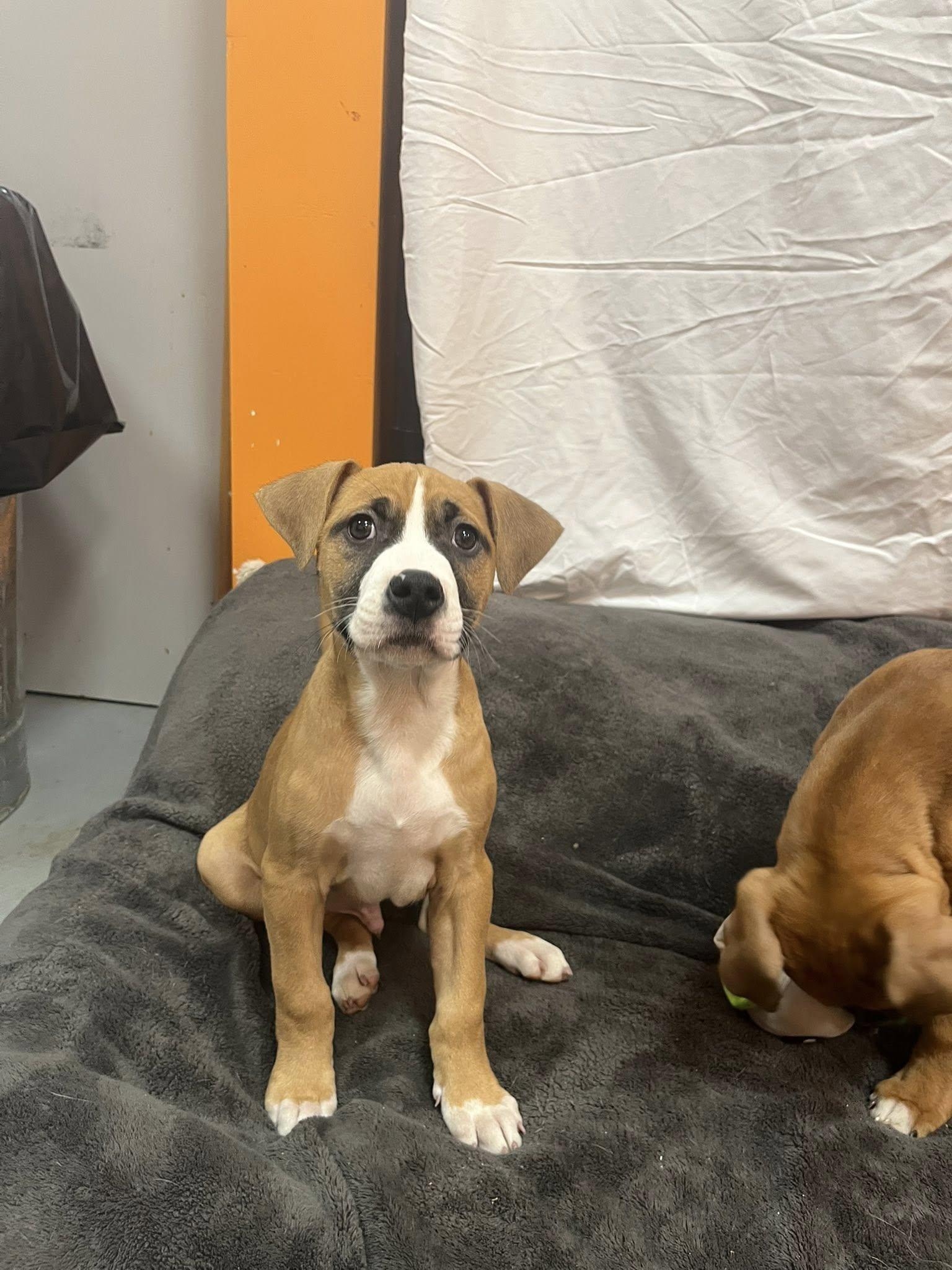 Edward, Adoptable, Puppy Male Pit Bull Terrier & Boxer.