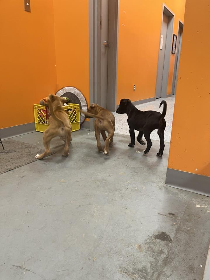 Edward, an adopted mixed breed in Lincoln Park, MI image 5/5