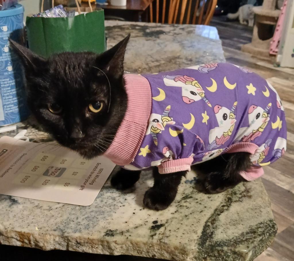 Bellini, Adoptable, Adult Female Domestic Short Hair.