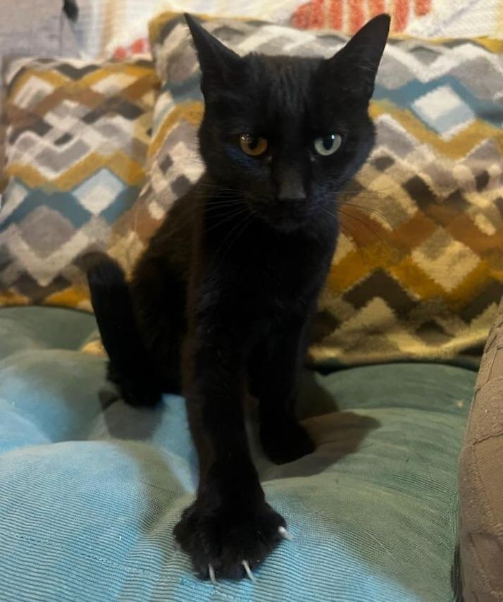 Enlarge Bellini, a Adoptable mixed breed in Shell Lake, WI image 3/5