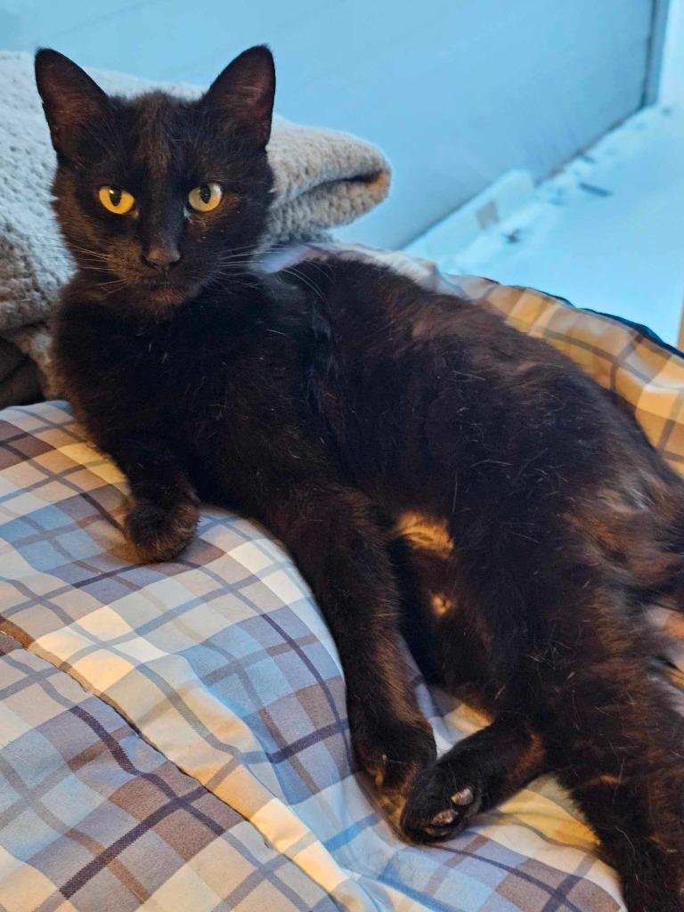 Bellini, Adoptable, Adult Female Domestic Short Hair.