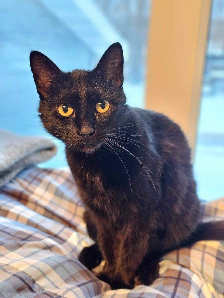 Enlarge Bellini, a Adoptable mixed breed in Shell Lake, WI image 4/5