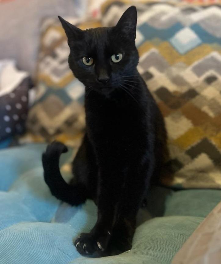 Enlarge Bellini, a Adoptable mixed breed in Shell Lake, WI image 5/5