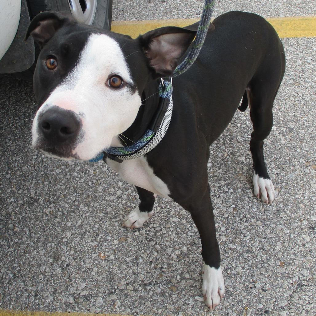Tuxedo, Adoptable, Adult Male Pit Bull Terrier.