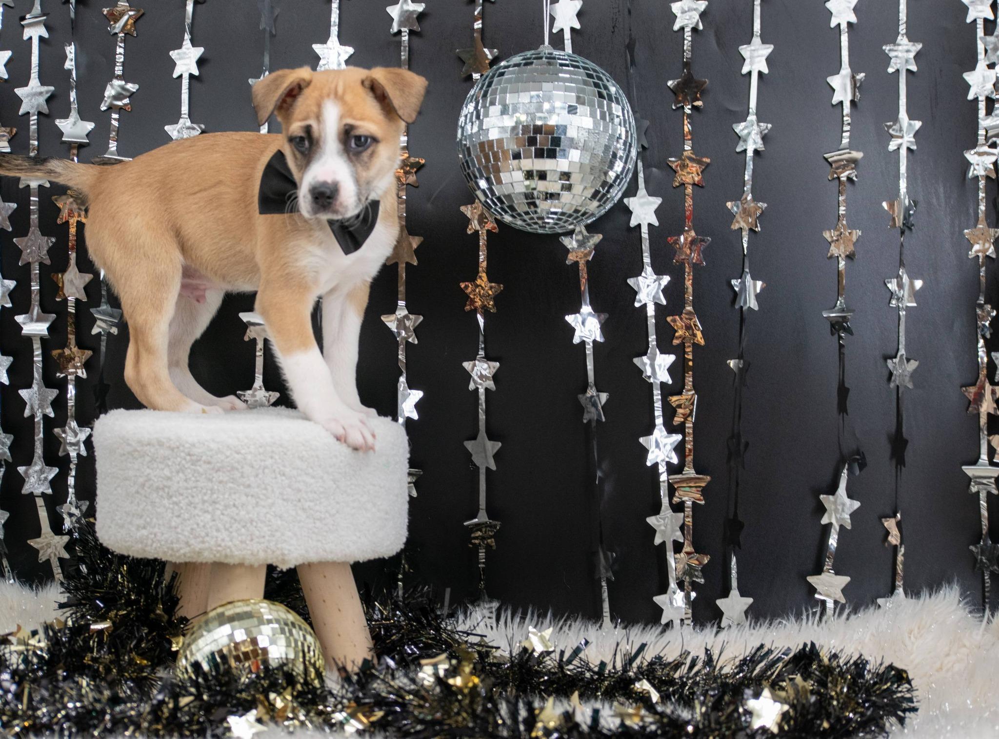RAVE ROVER - Adopted | Petfinder
