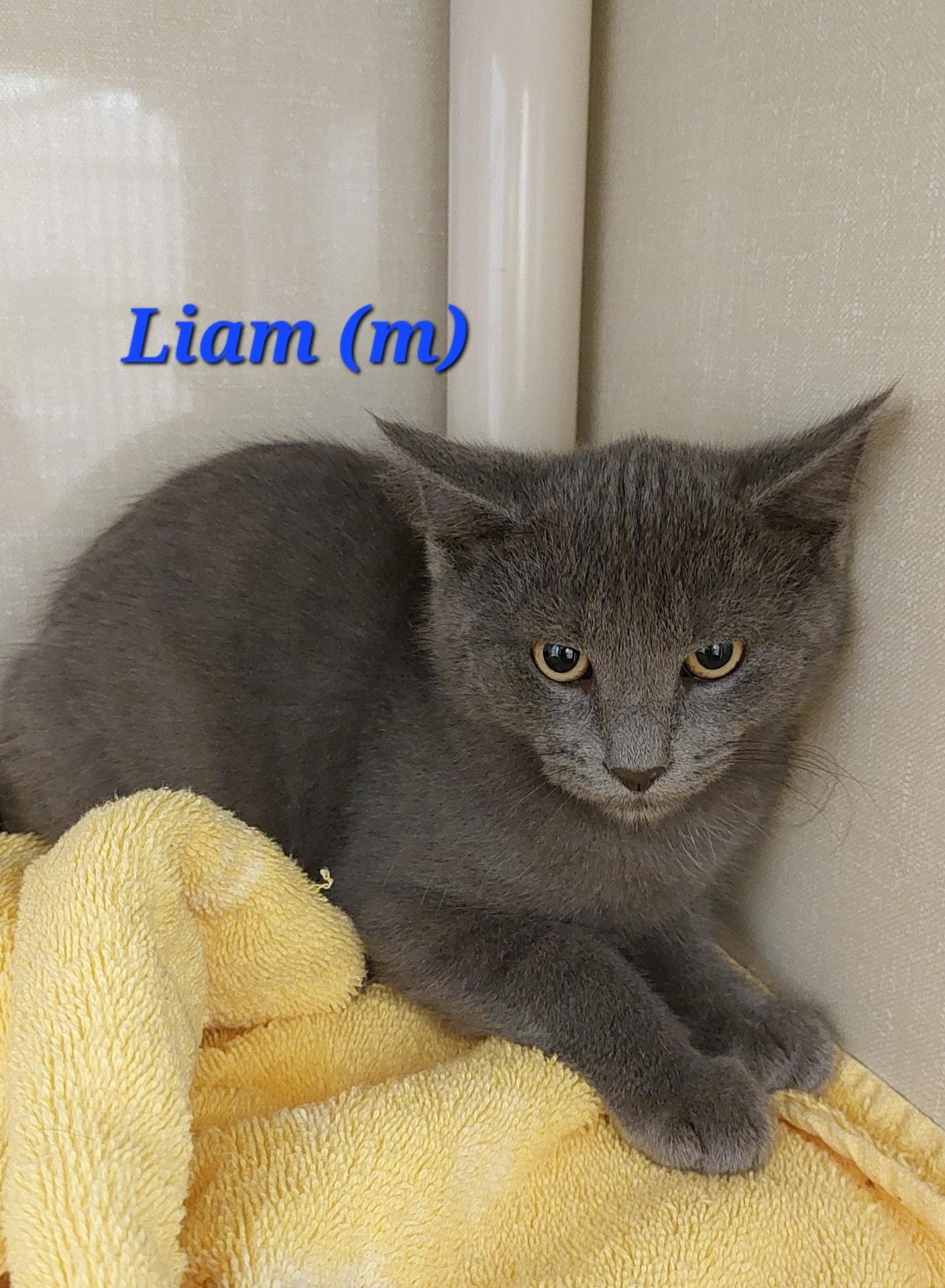 Liam