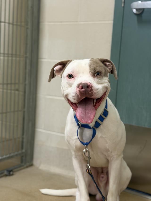 SPOTIE, Adoptable, Young Male Pit Bull Terrier.