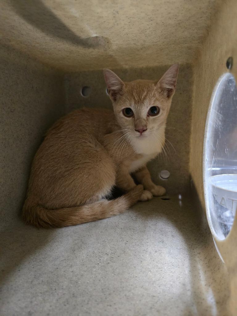 Fifi, Adoptable, Kitten Female Domestic Short Hair.