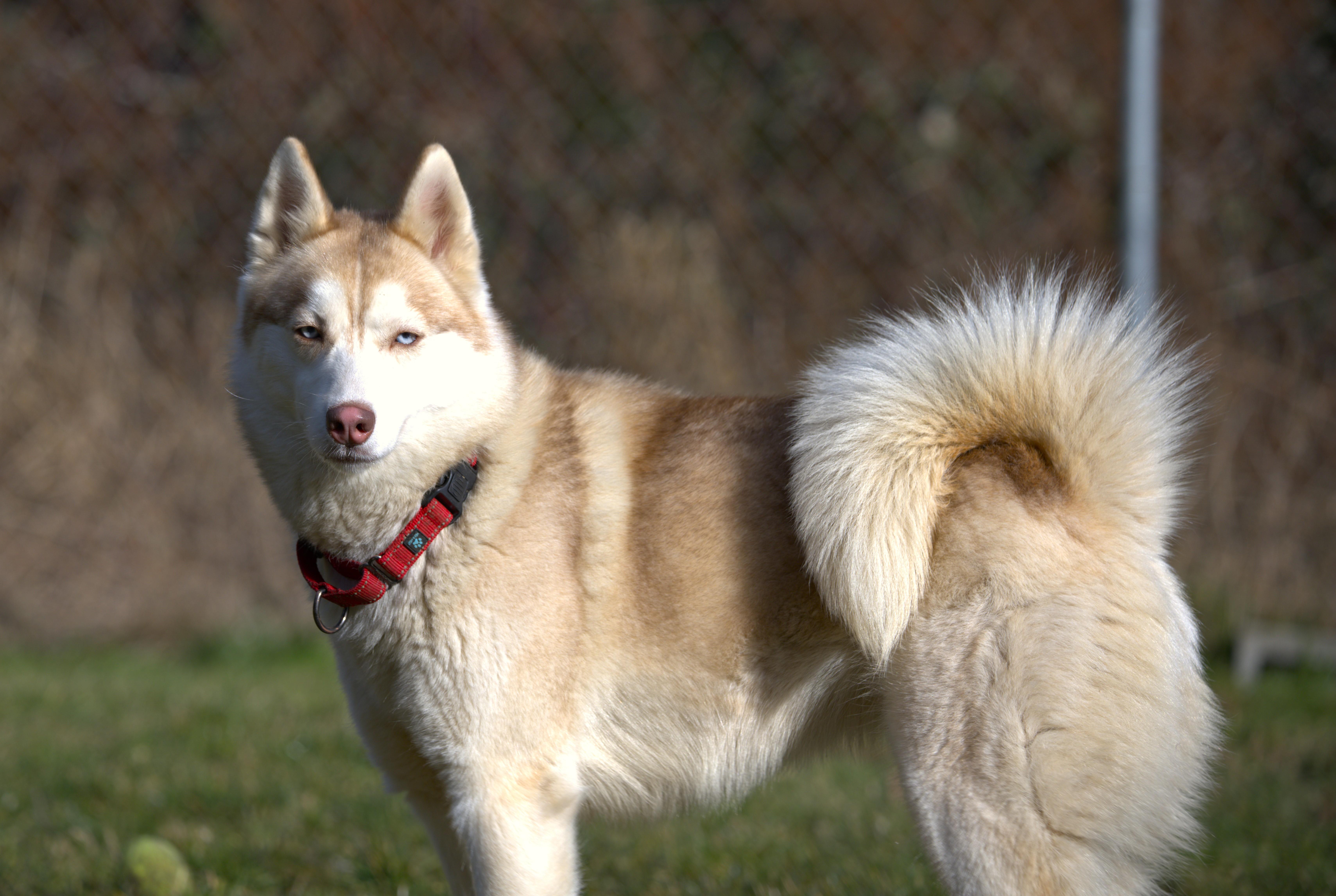 Ginger - Reduced Fee