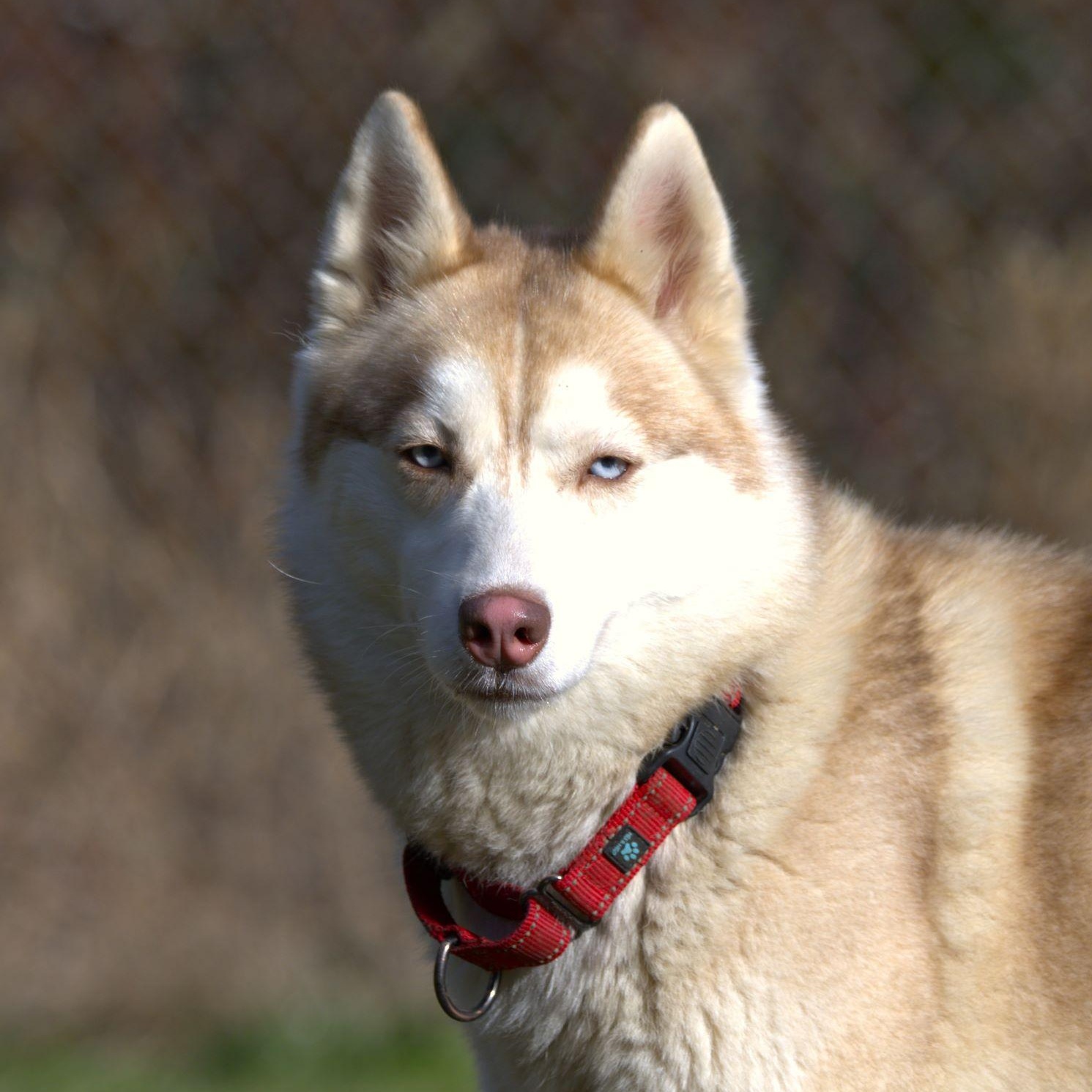 Ginger - Reduced Fee