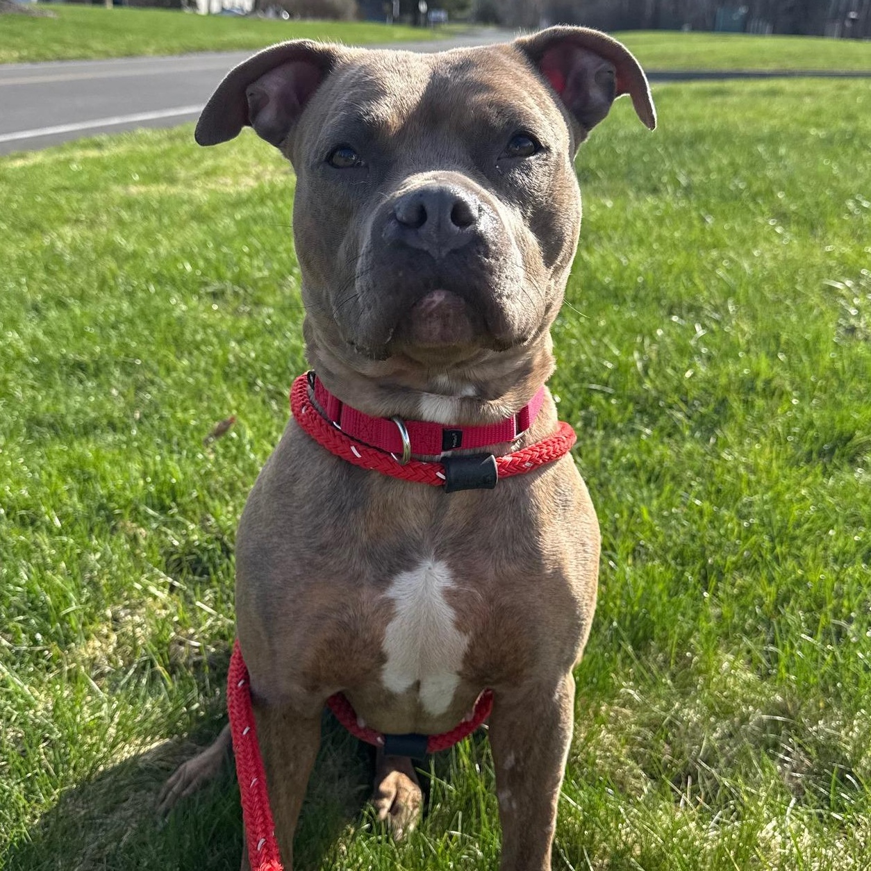 Enlarge Acorn, a ADOPTABLE Terrier in North Syracuse, NY image 3/5