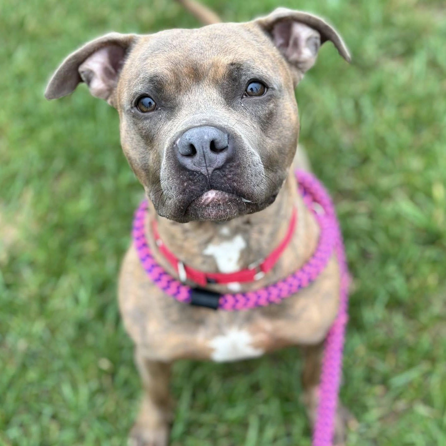Enlarge Acorn, a ADOPTABLE Terrier in North Syracuse, NY image 5/5