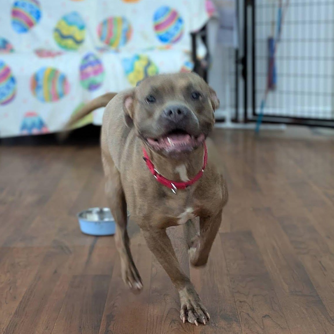 Enlarge Acorn, a ADOPTABLE Terrier in North Syracuse, NY image 2/5