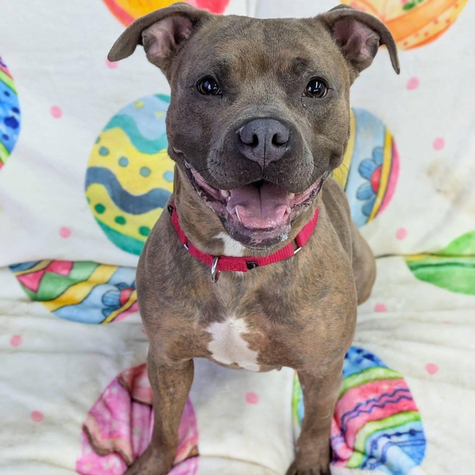 Acorn, ADOPTABLE, Young Female Terrier.