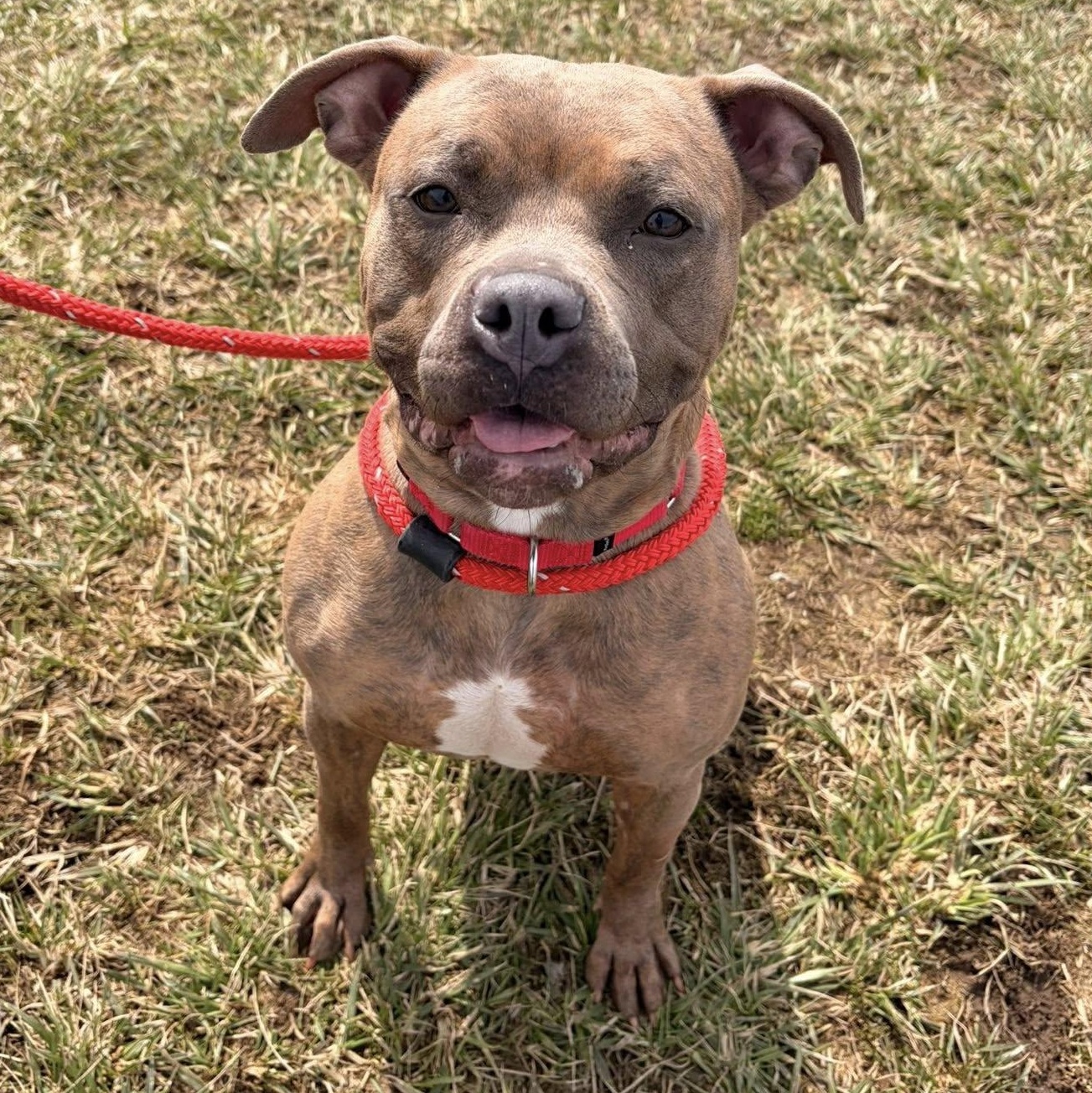 Enlarge Acorn, a ADOPTABLE Terrier in North Syracuse, NY image 4/5
