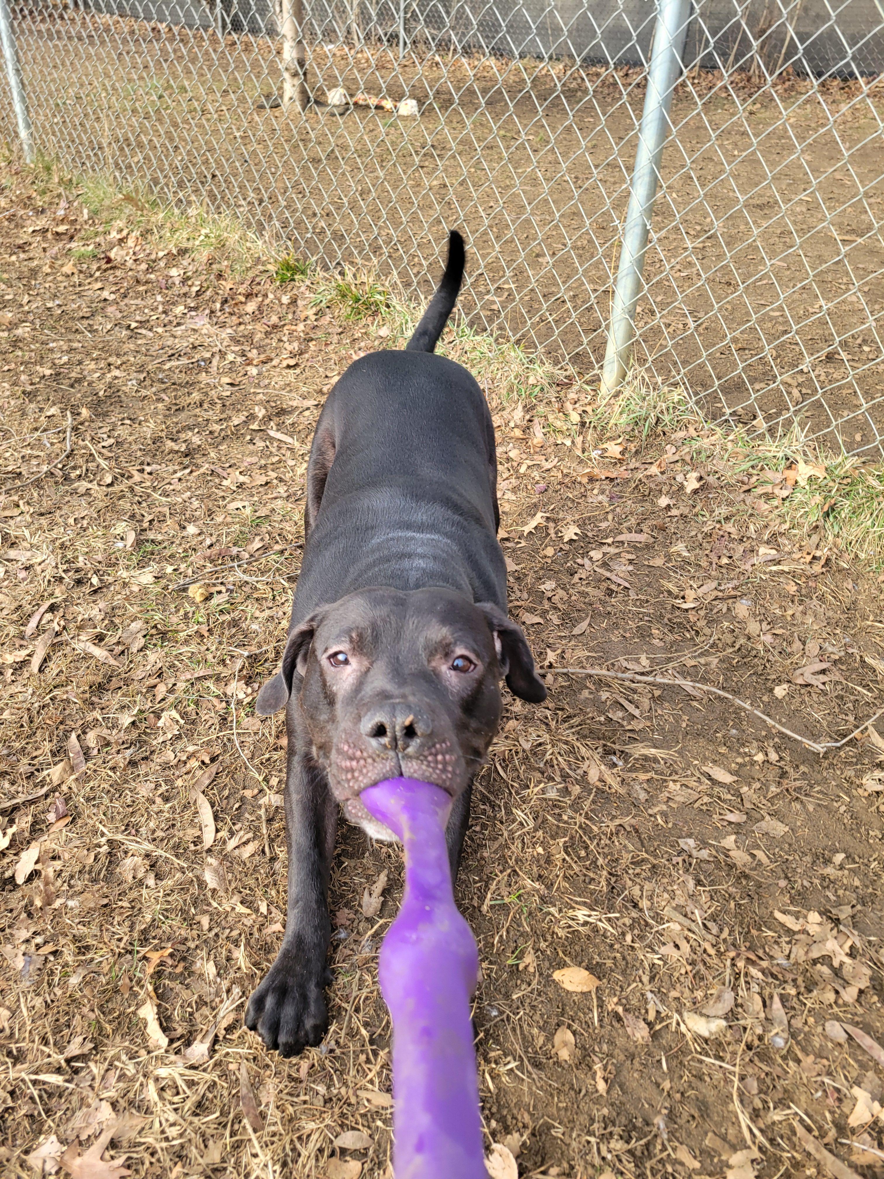 Enlarge Mud Flap, a Adoptable Mixed Breed in Mishawaka, IN image 4/6