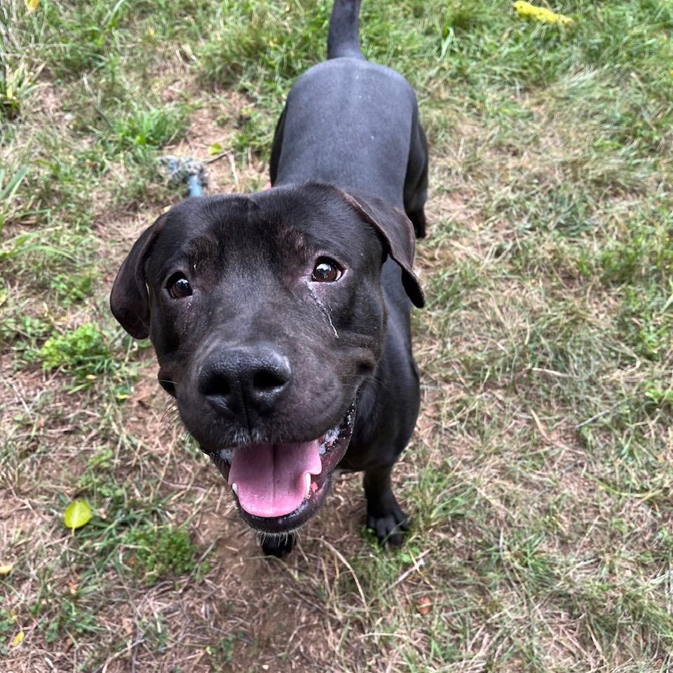 Mud Flap, a Adoptable Mixed Breed in Mishawaka, IN image 3/6