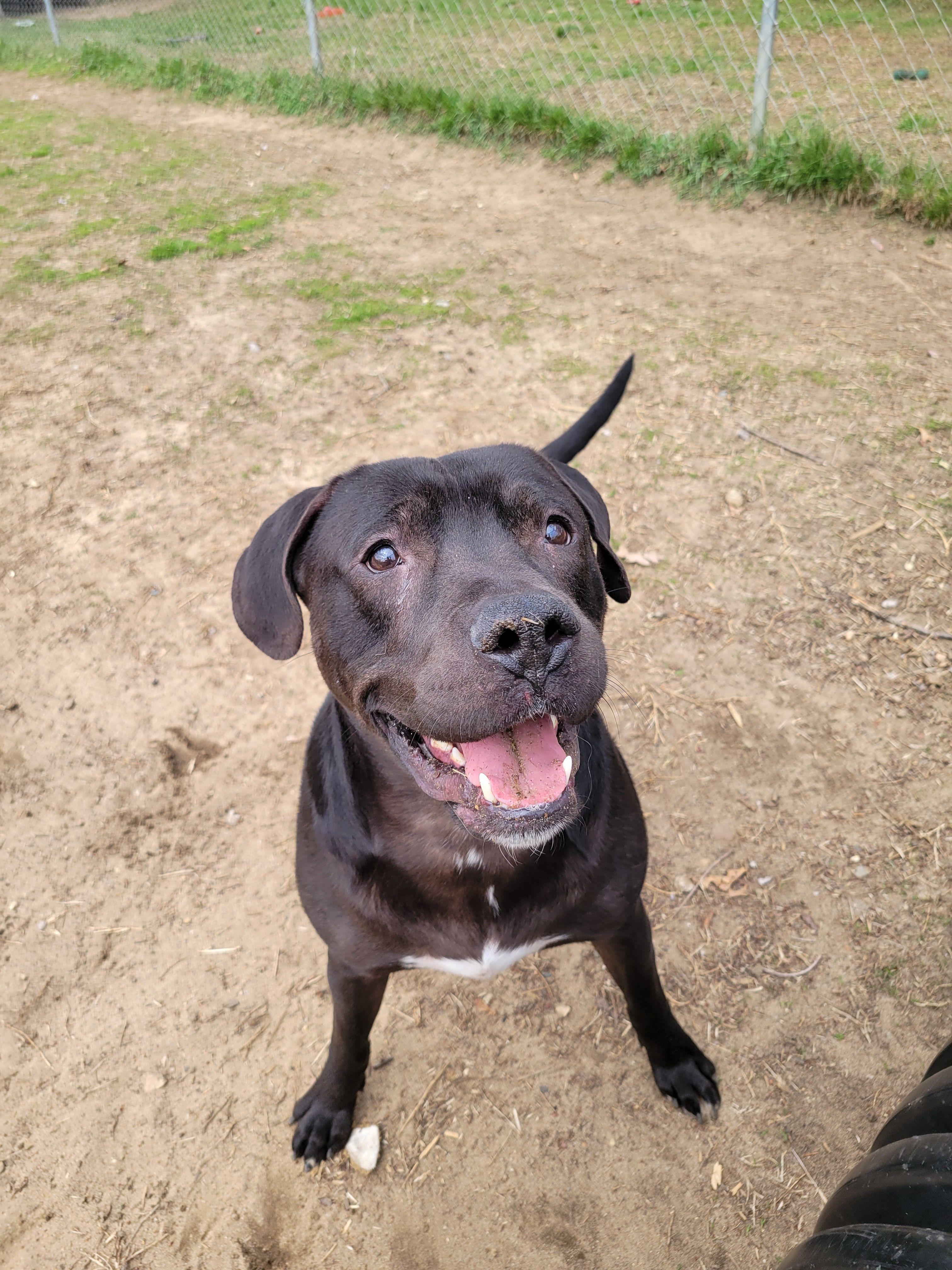 Enlarge Mud Flap, a Adoptable Mixed Breed in Mishawaka, IN image 1/6