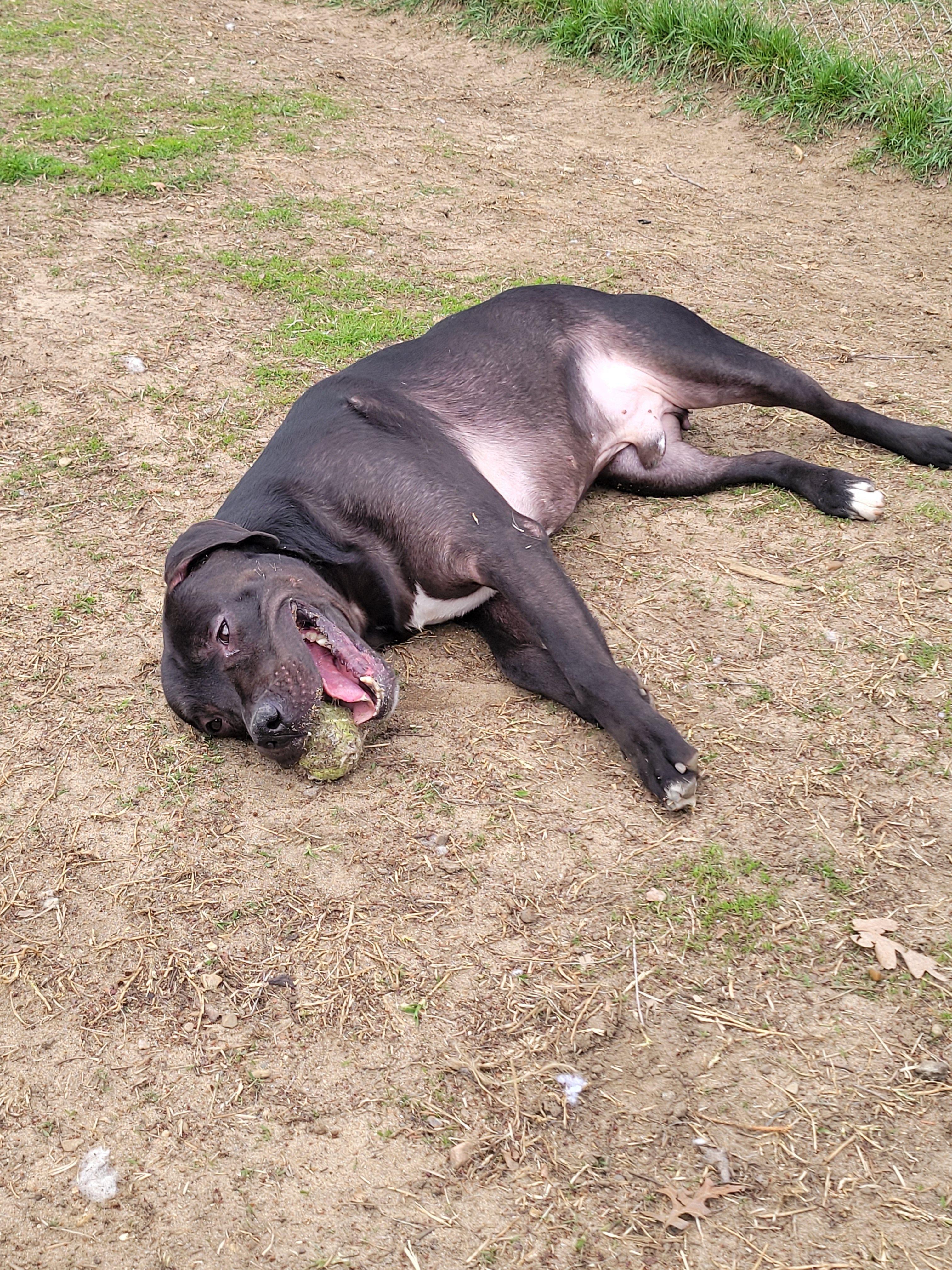Enlarge Mud Flap, a Adoptable Mixed Breed in Mishawaka, IN image 4/6