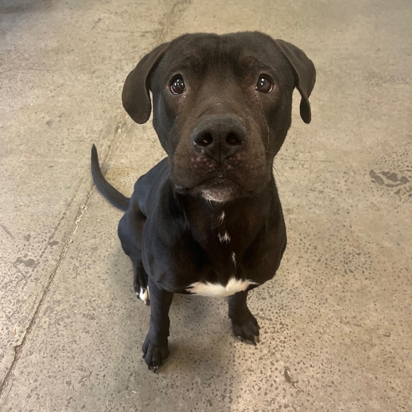 Mud Flap, a Adoptable Mixed Breed in Mishawaka, IN image 6/6