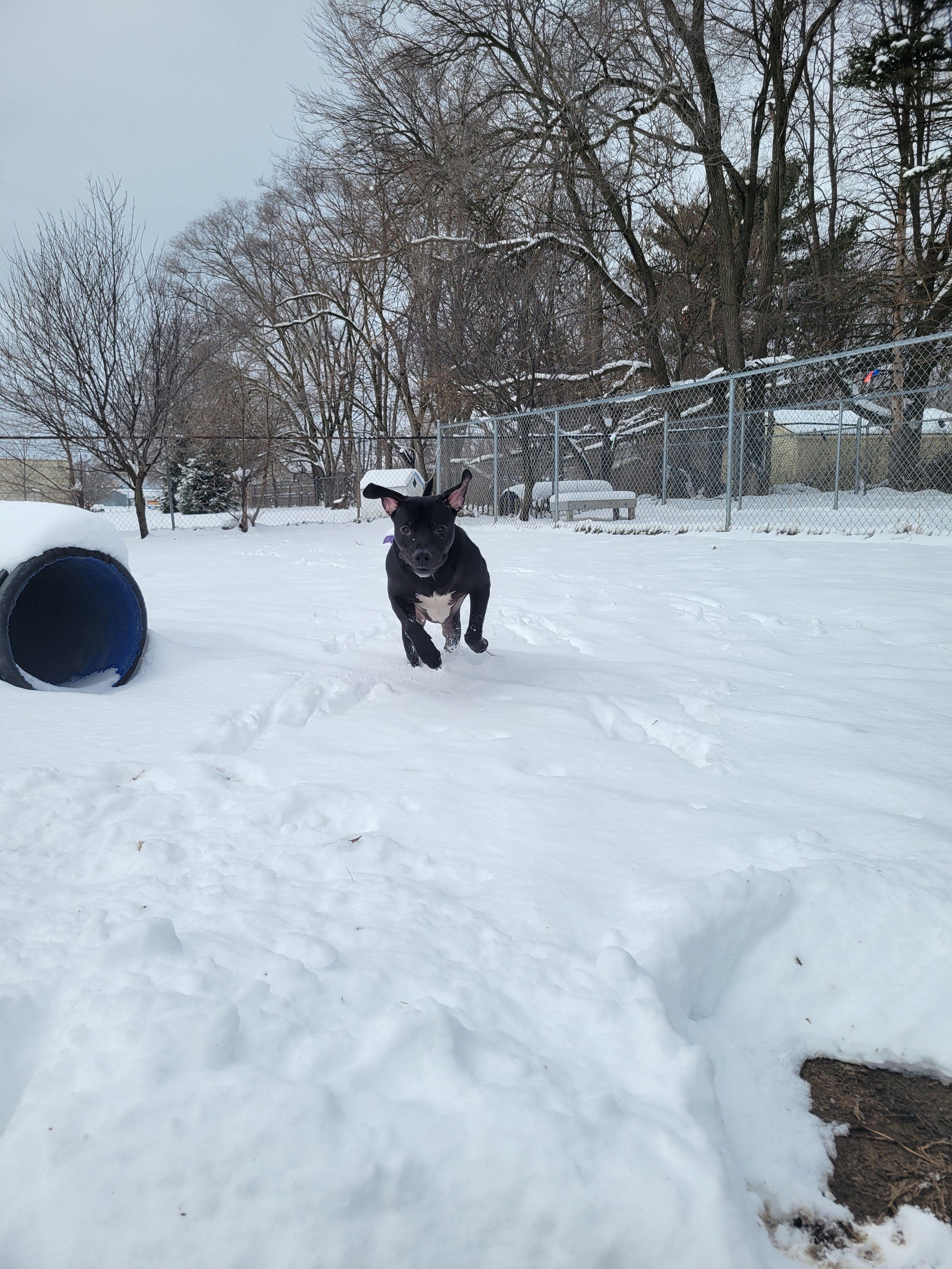 Enlarge Mud Flap, a Adoptable Mixed Breed in Mishawaka, IN image 2/6